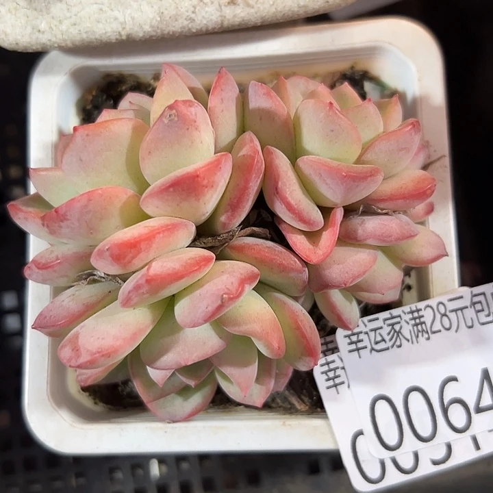 幸运的是我还没遇到幸运