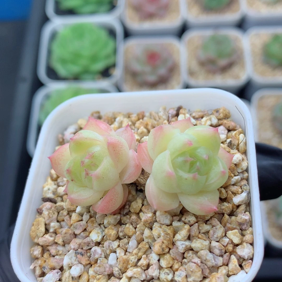 58包邮  群生不包整麦秆120