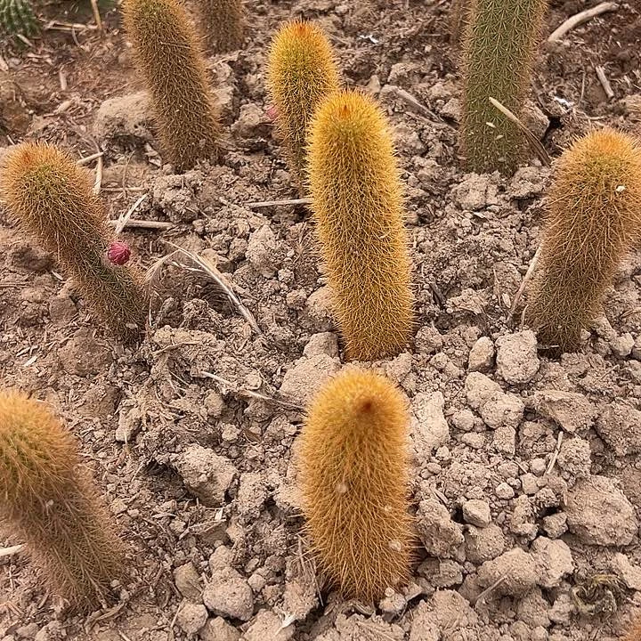 黄金钮女巫侧芽出10