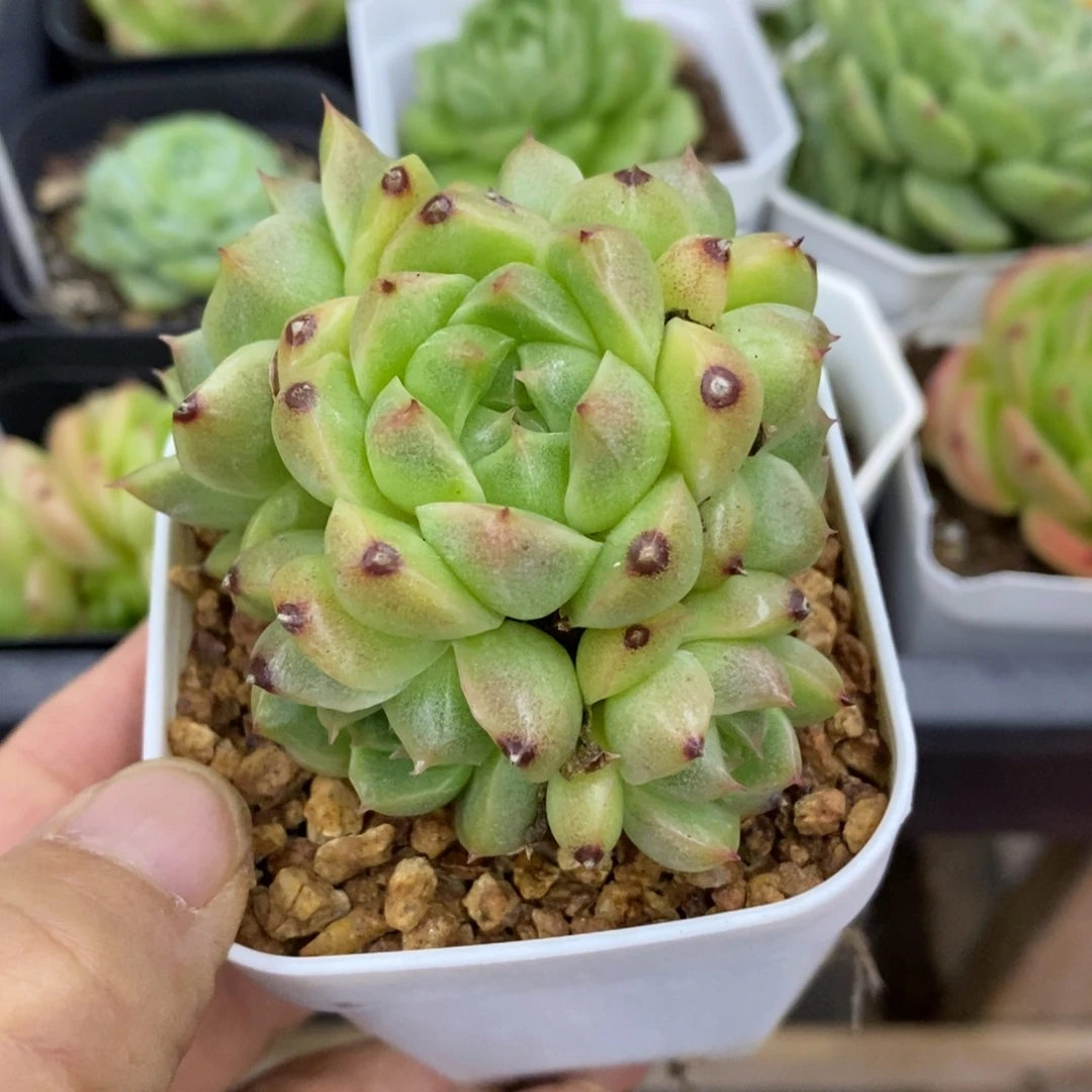 精品多肉一物一拍不包整271