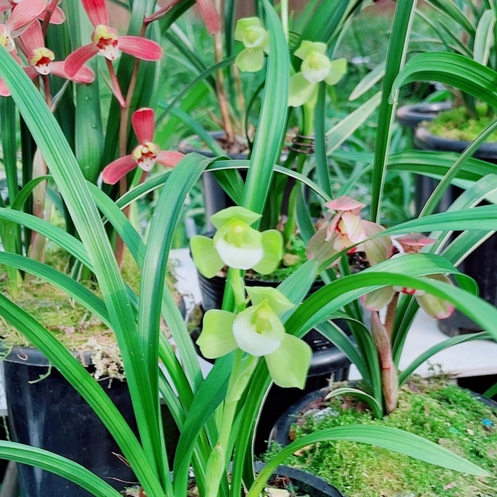 钓***郎完全开放一物一漂亮开花