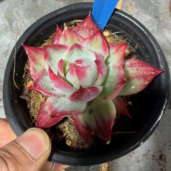 幸***意34号小惊鸿仙子好好