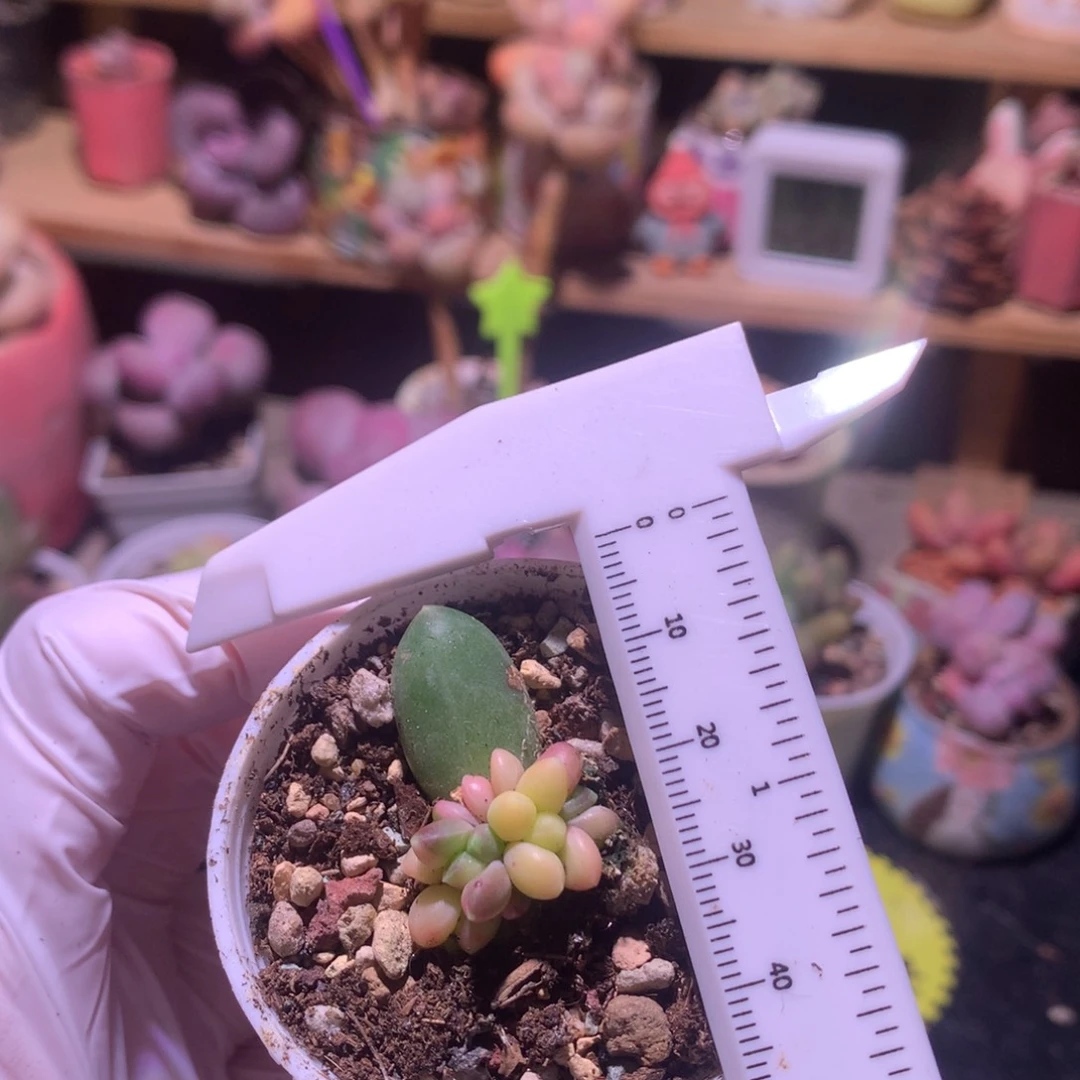 千代田锦炫彩锦千代田