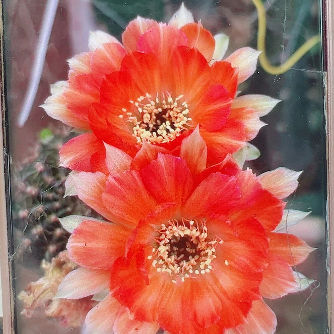 丽花星月侧芽 20 包邮