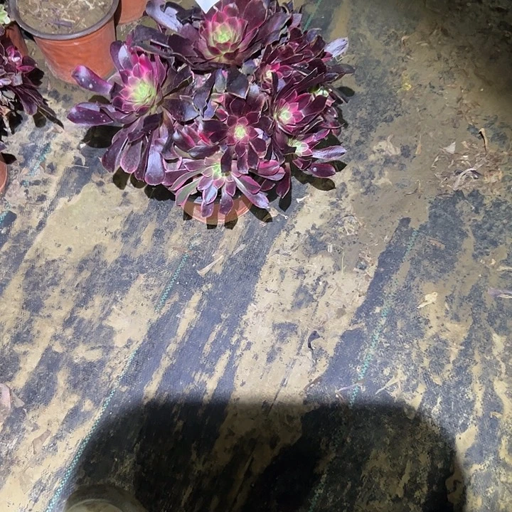 大*姐多肉法师植物链接83