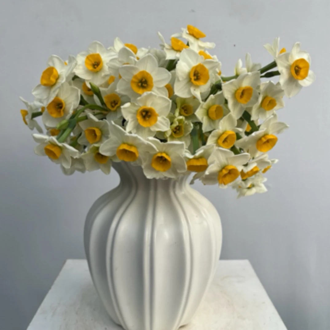 漳州水仙鲜切花 插水即开花香满屋 冬季水培鲜切花 清香淡雅