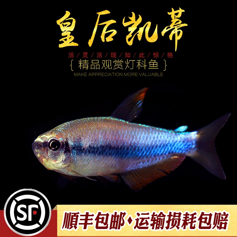 皇后凯莉灯鱼南美小型鱼热带观赏鱼电光凯蒂超级蓝国王凯丽灯活体