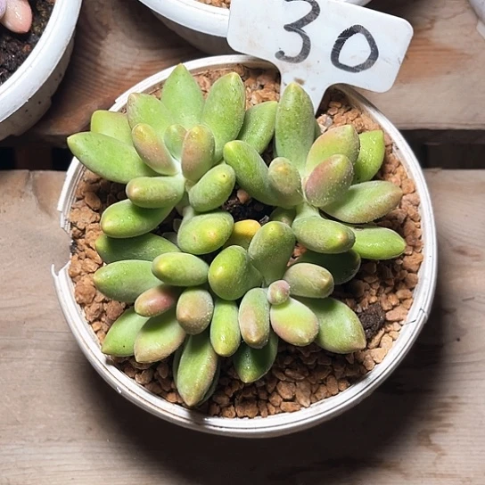 芒果奶30号码牌子的话题