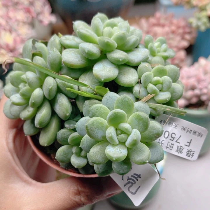 爱***壳750 百达翡翠 带陶瓷盆发货 满28包邮