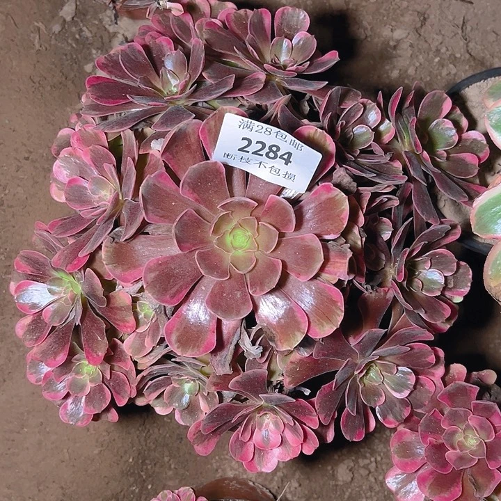 2284爱神多肉植物保护