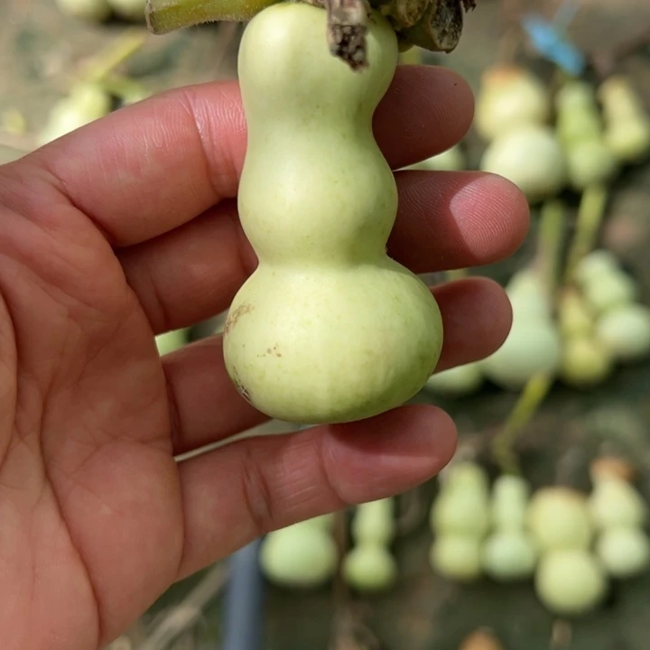 誩***葫芦莲花嘴八宝无售后不包成