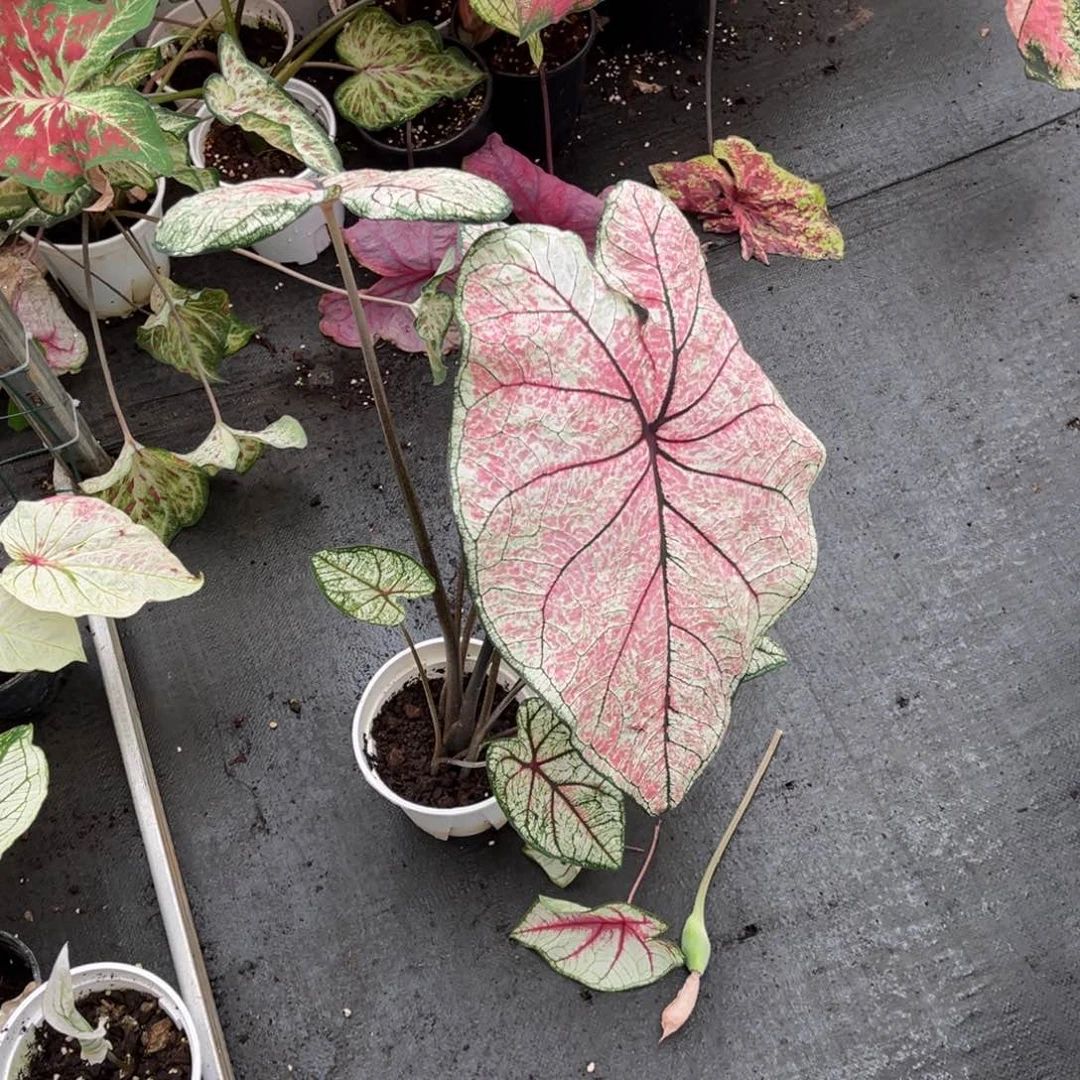 大部分花苞少量开放