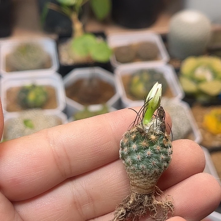无花朵白花迪克森娇丽1.8cm