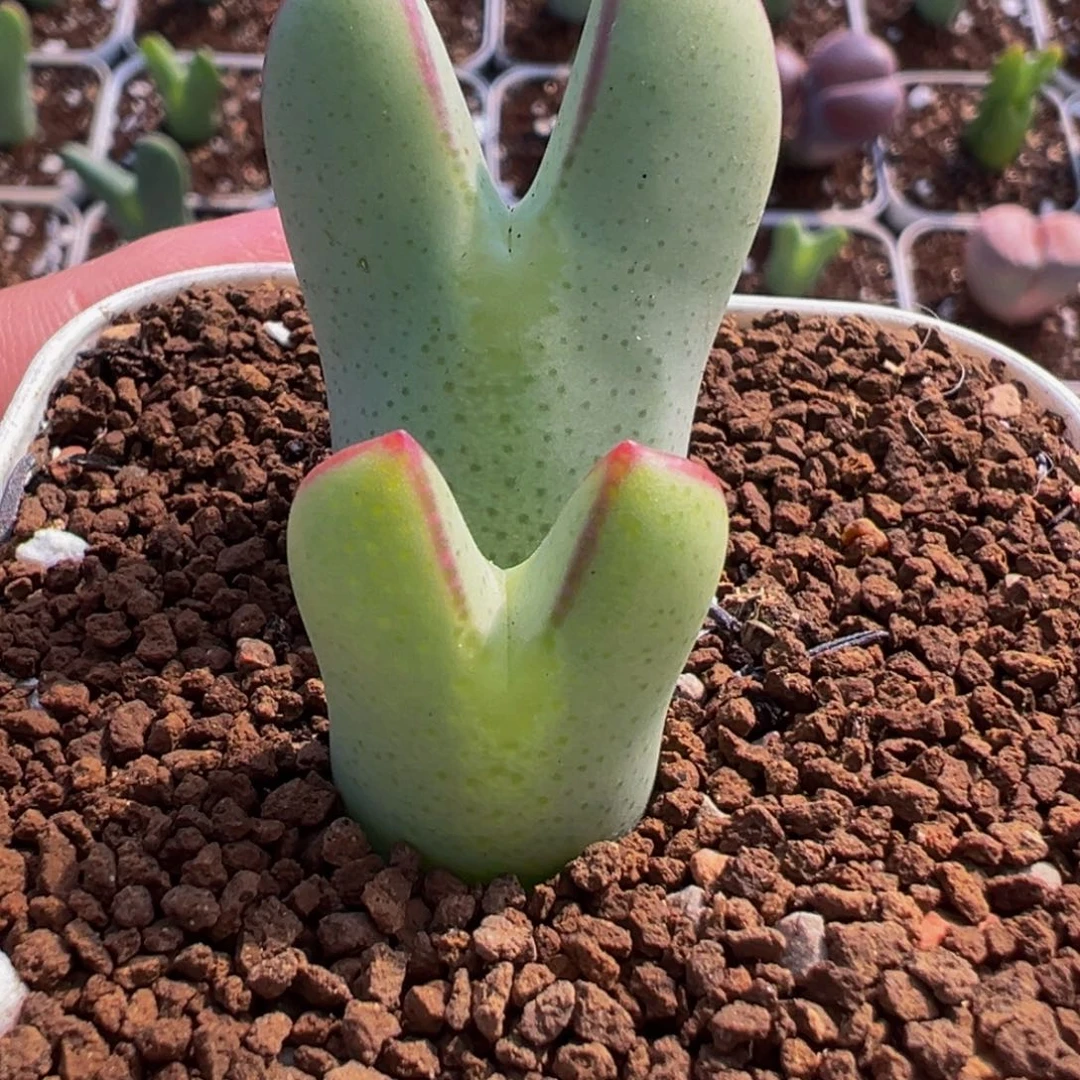 452多肉植物种类多样