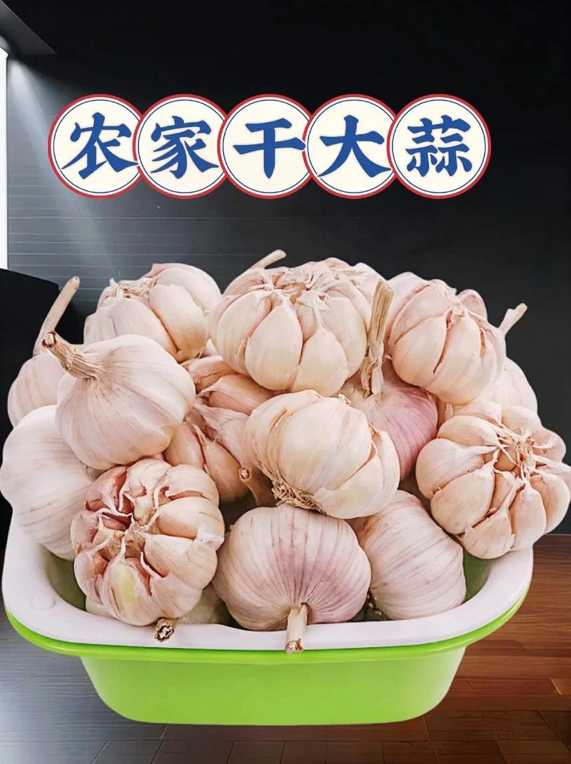 贵州老品种紫皮大蒜多瓣蒜生鲜特老品种大蒜蒜