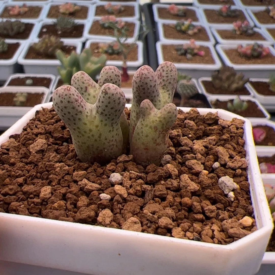 薇*安36号大型斑马杂2.8多肉