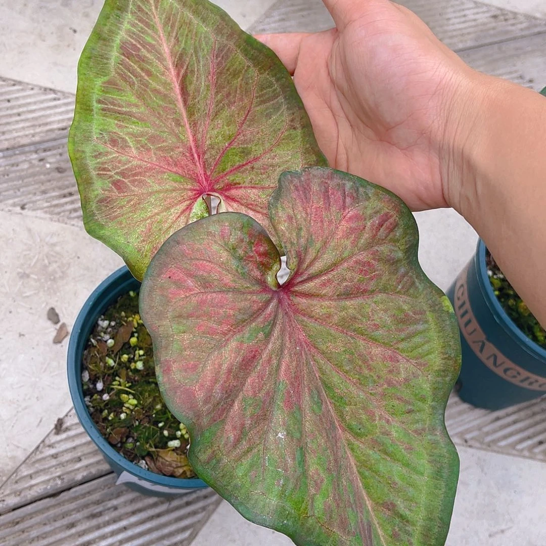 完全开放泰彩一物一拍1161