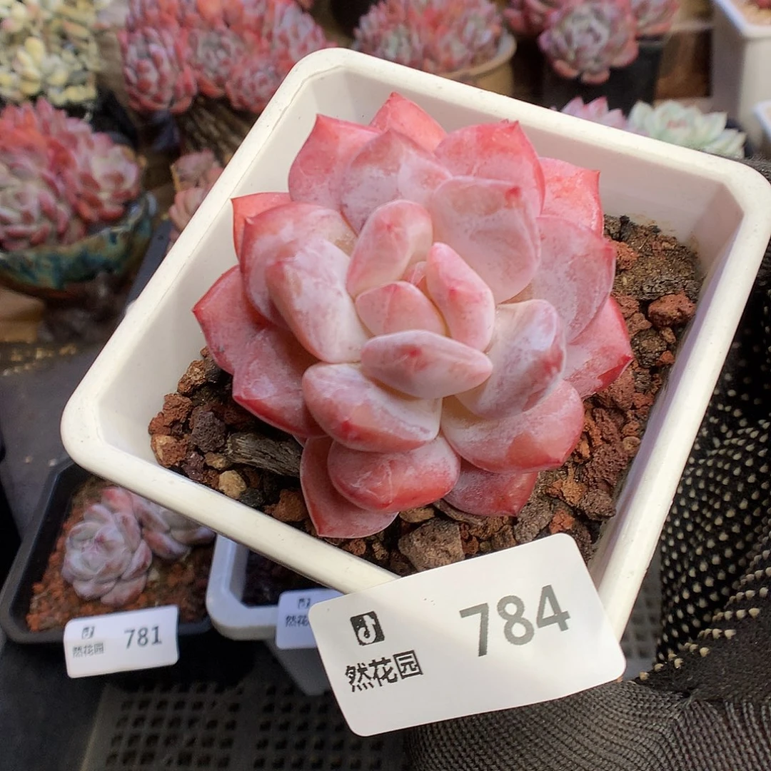 784雪天使多肉植物66666