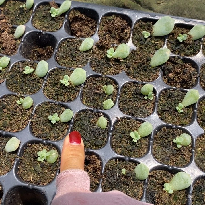 云间芽苗一个多肉