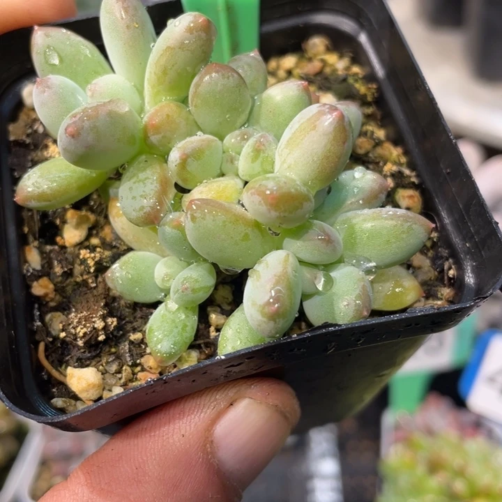 萤火虫363号的啊啊多肉啊啊