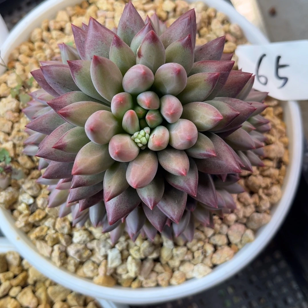 最***买12.20-65如烟美人111111