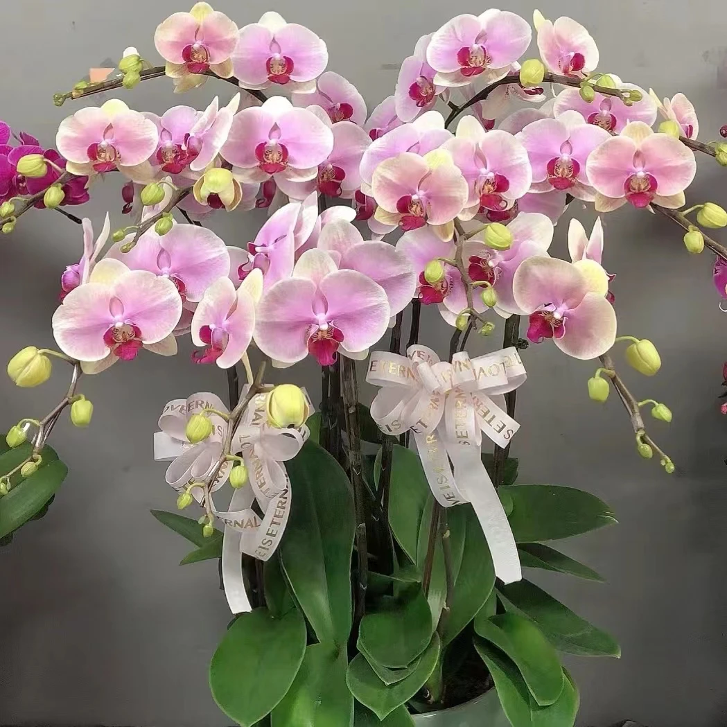 大花【蒙娜丽莎】2.8寸杯刚破口花剑蝴蝶兰满两颗发货