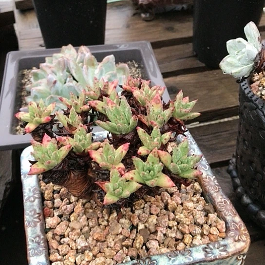 韩货绿菊仙女棒杯