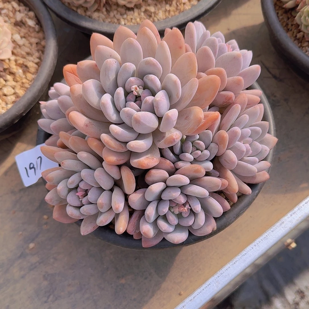 可**啵1917香水多肉植物