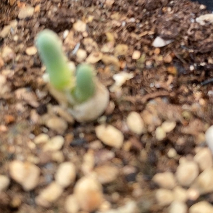 1692亲指姬一颗。