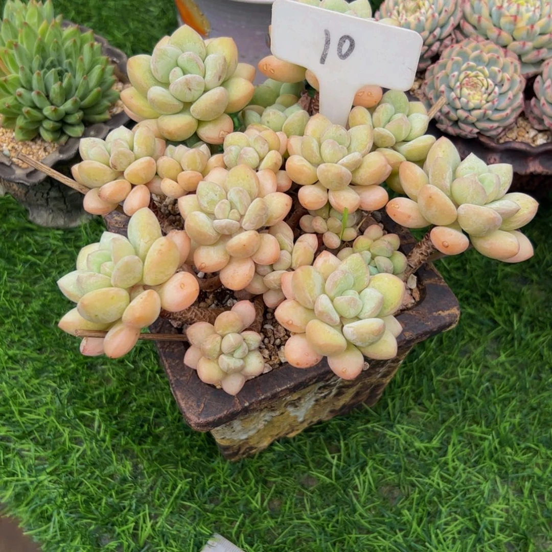 c***3小老桩泡泡糖多肉植物