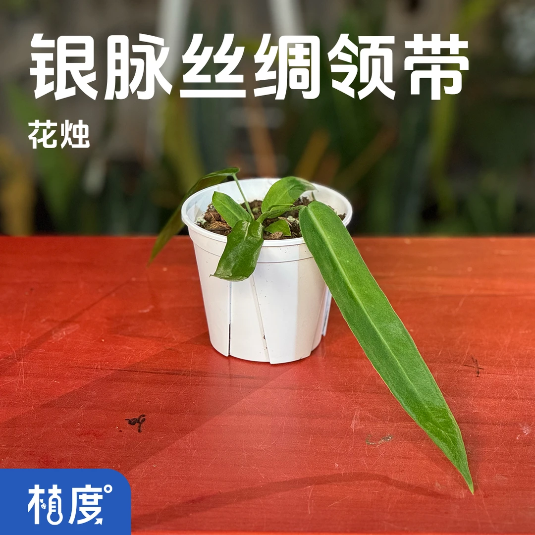 【植度｜银脉丝绸领带花烛】银纹脉络 丝绒质感长叶 垂坠型小众观叶