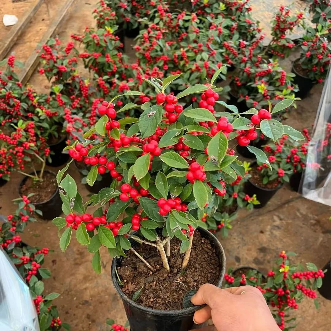 北美冬青带红果盆栽花卉绿植年宵花喜庆花室内室外种植耐寒好养花