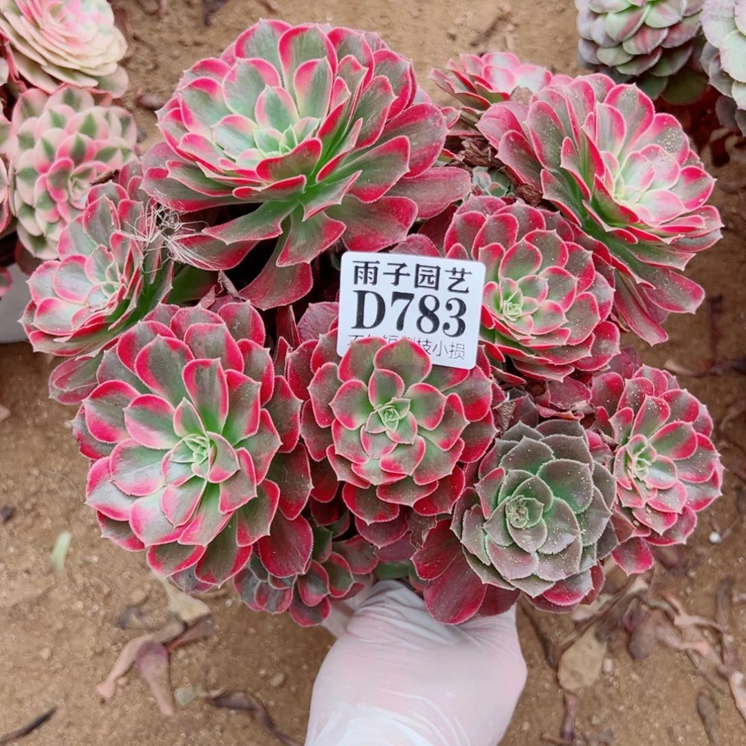 783荷兰玫瑰尺寸20左右