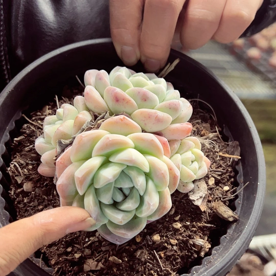 冰玉三头控养150杯