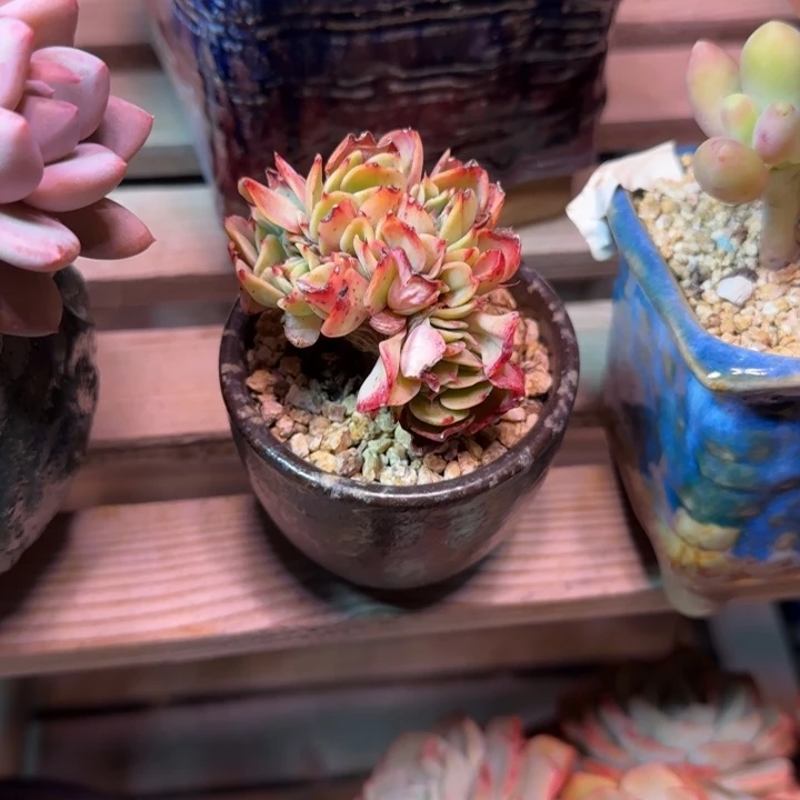 艾斯梅兰达缀多肉植物xin
