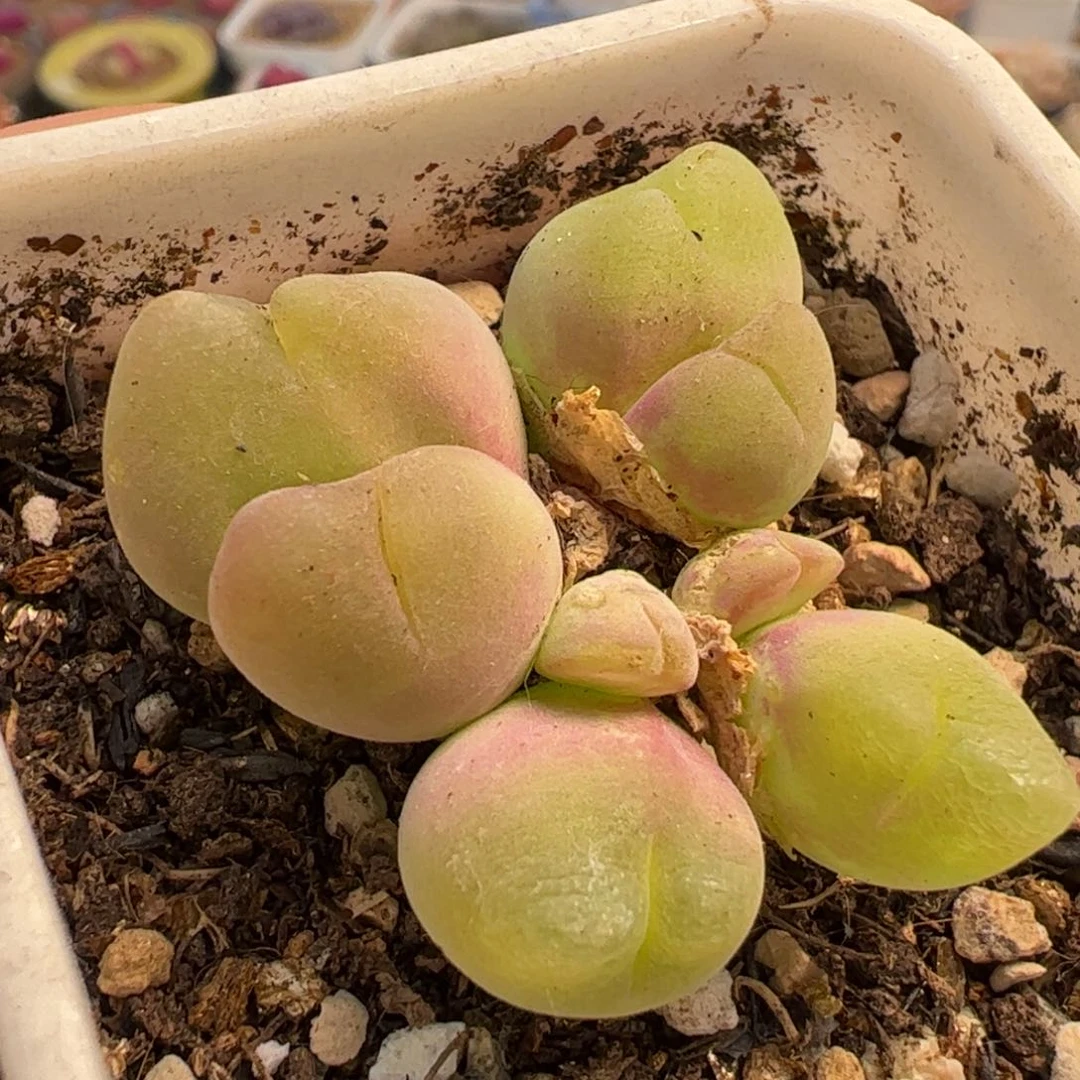 963多肉植物百科