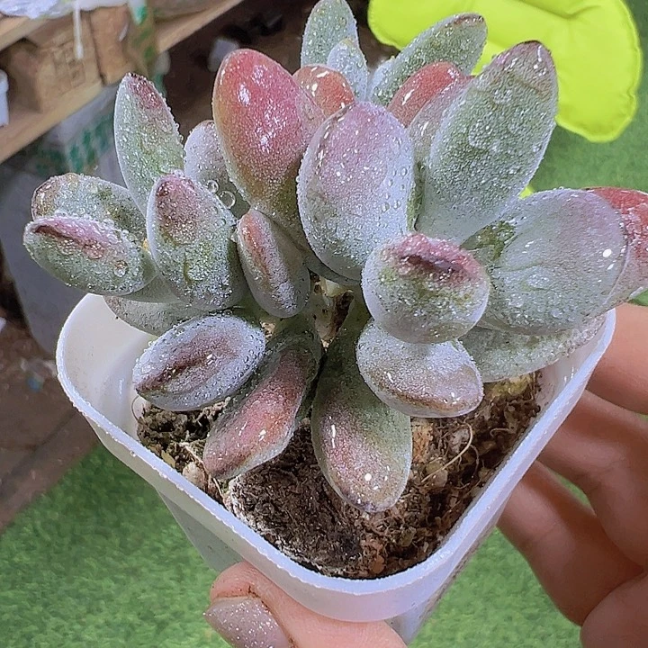 乒乓群19包邮多肉植物
