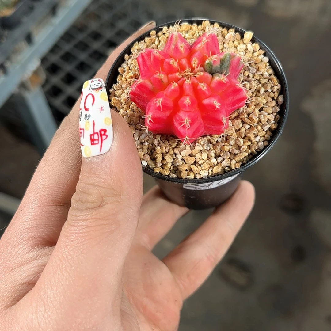 24795一物一拍单头发货