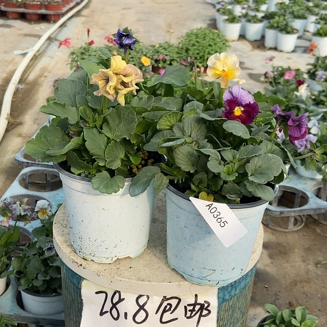 大部分花苞少量开放365