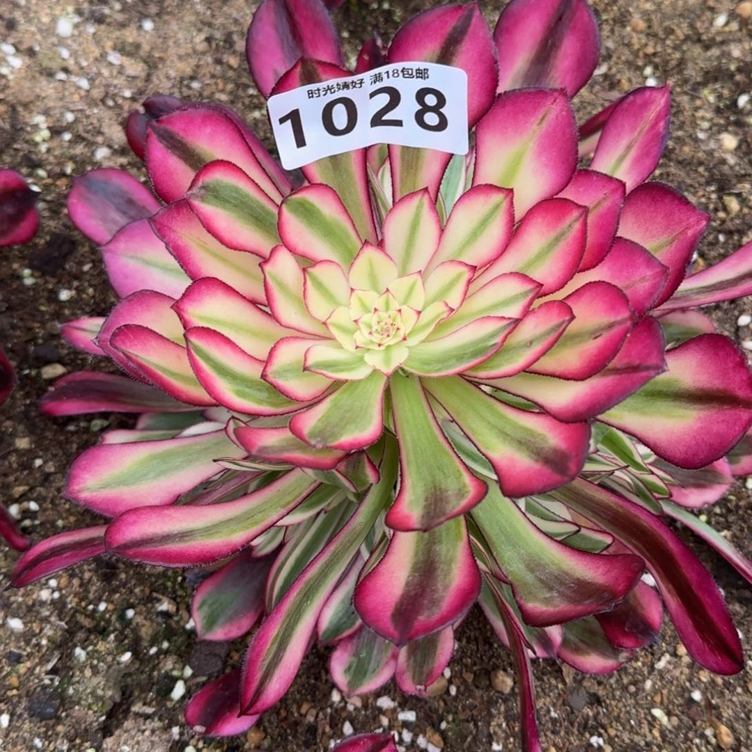 1028红铜白多肉植物