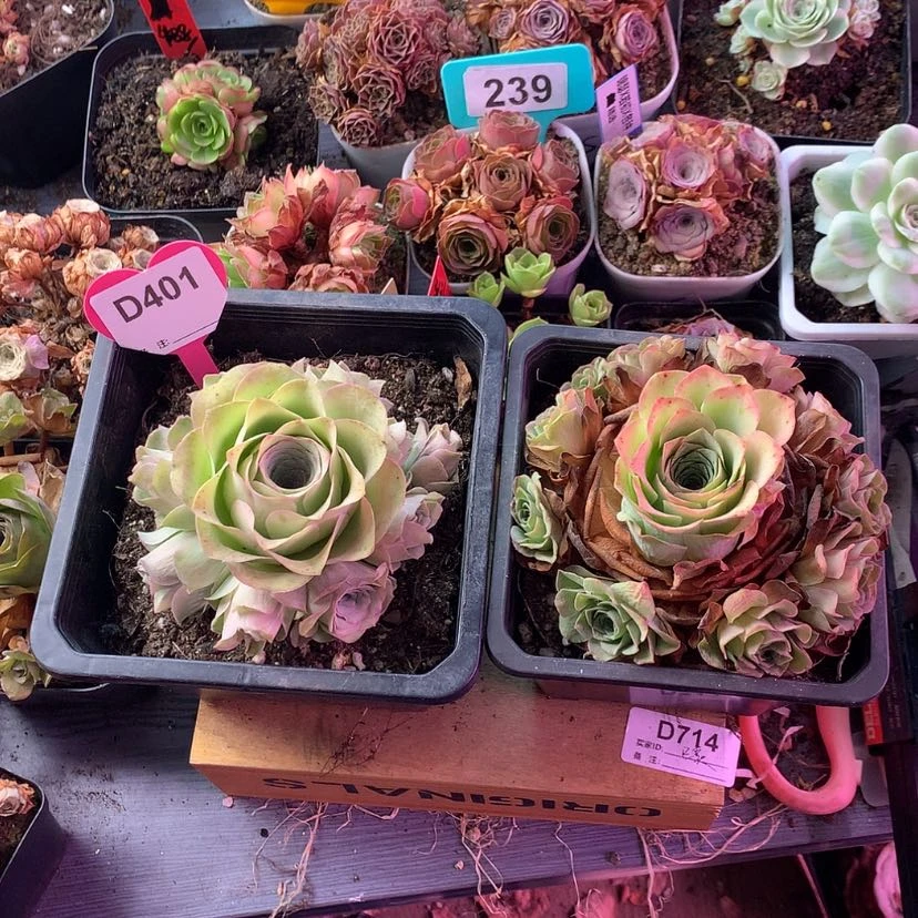 【闪购商品】泽*美妮梓鸢401