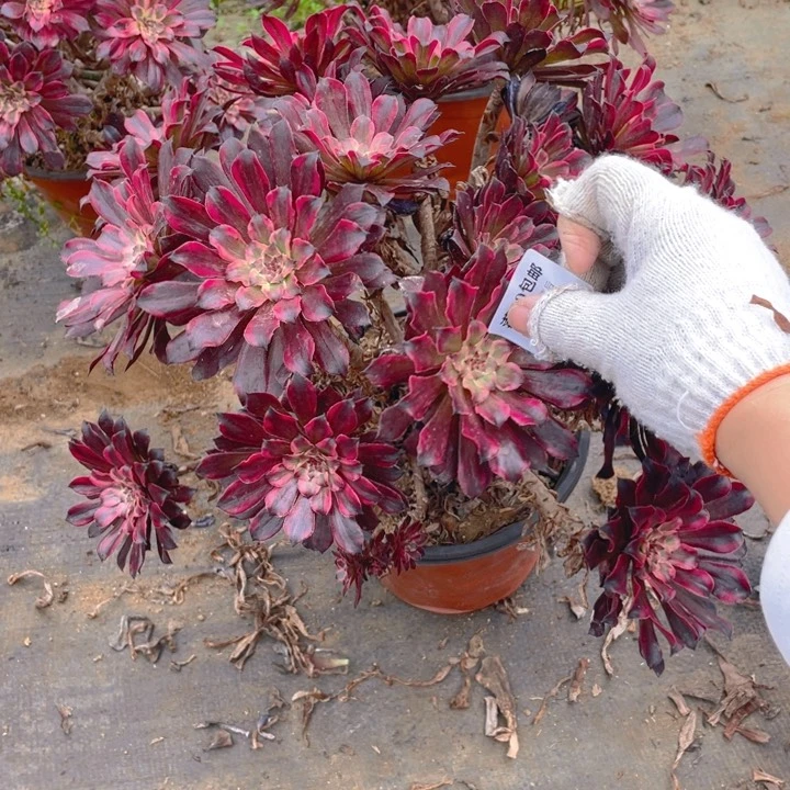 223黑天鹅法师多肉断枝不售后