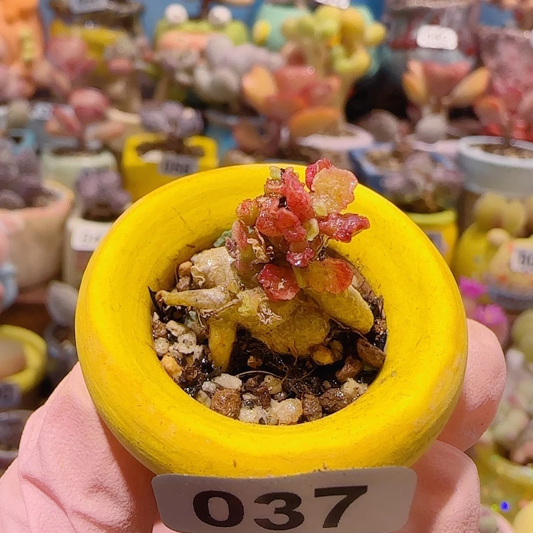 T可爱粉黛盆口2cm