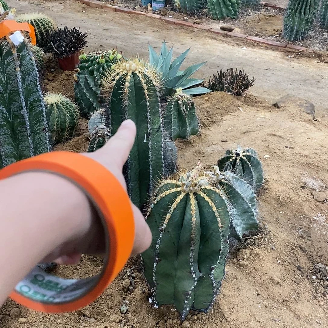 中***馆般若一个。