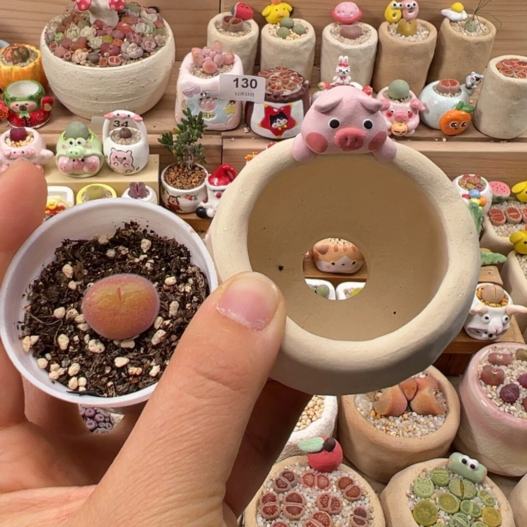 多肉植物161号 种好