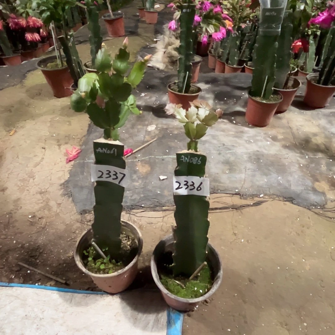 完全开放2337+2336