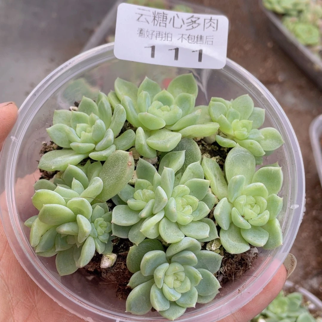 云糖心多肉植物111