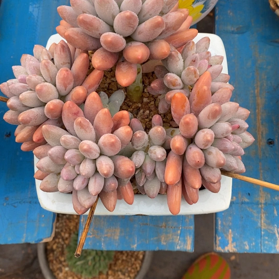 寄养多肉植物一物一拍