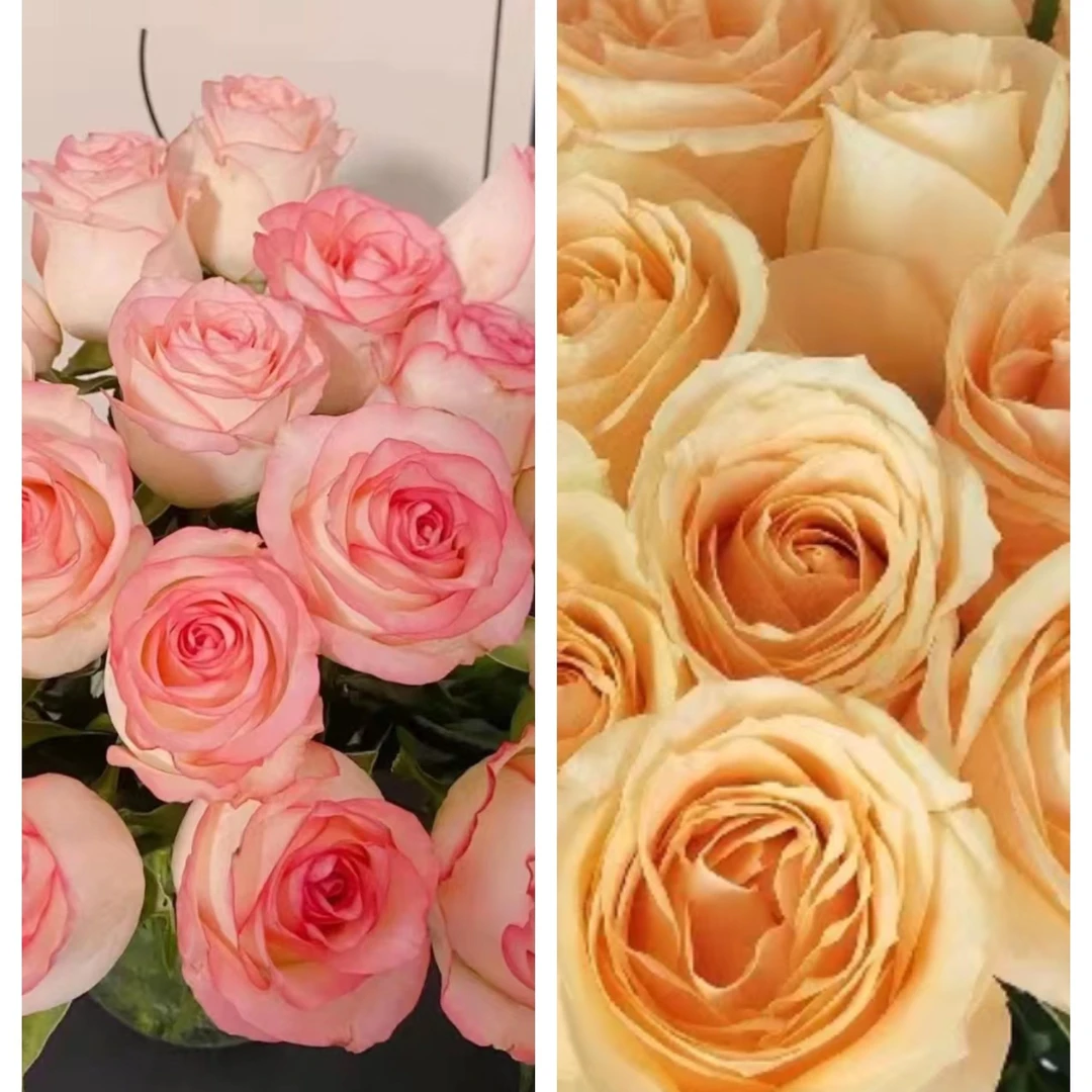 5支香槟 +5支爱莎 家居鲜花  插花瓶 京东包邮