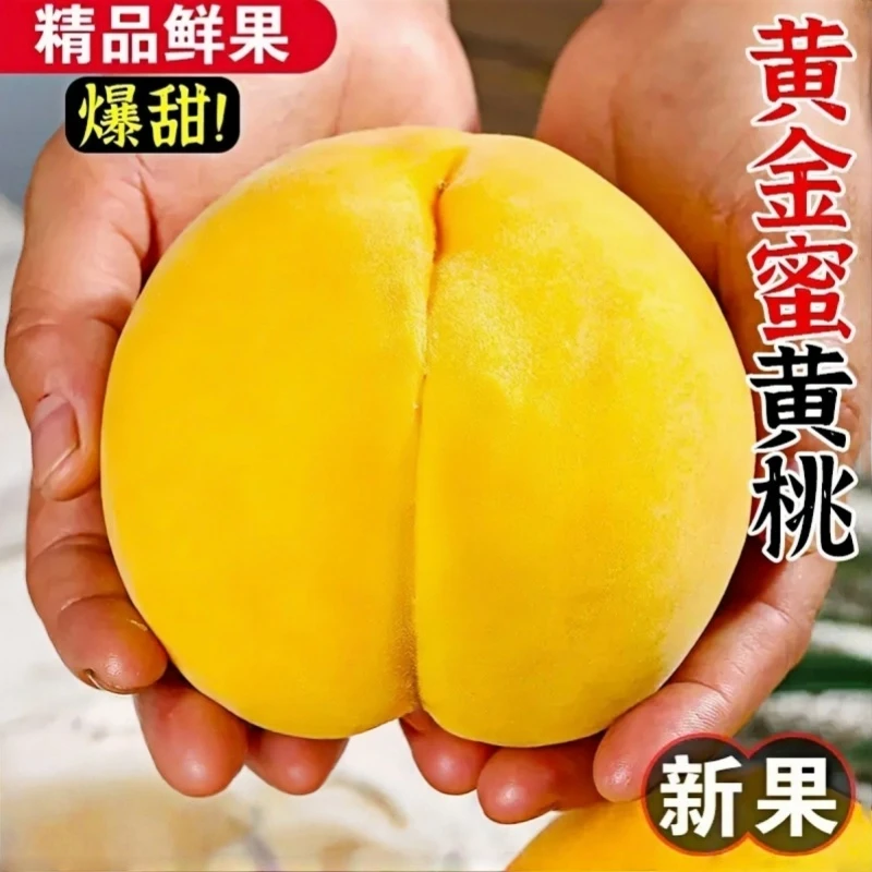 山东蒙阴黄毛桃黄桃山东省